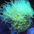 Neon Torch
