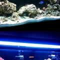 FOWLR to Reef