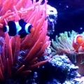Ocellaris hosting RBTA & GBTA