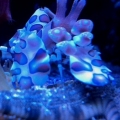 Harlequin shrimp