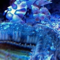 Harlequin shrimp