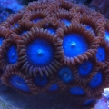 tubbs blue zoas