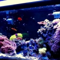 recent tank pic