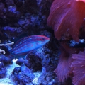 christmas wrasse