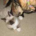coco and jasmine