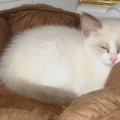 casper
