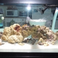 FTS before most of the coral went in