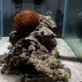 Looking long ways across the tank - lots of room on the sand for future additions . . .