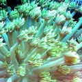 green goniopora coral