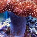 toadstool