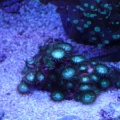 green zoas