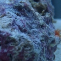 feather duster side