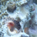feather duster zoom