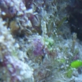 plant zoom