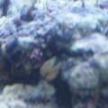 maybe clam?