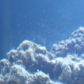 maybe hair algae?