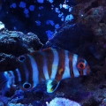 indo harlequin tusk