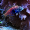 blue star leopard wrasse