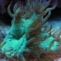 elegance coral
