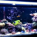 full tank shot