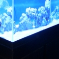 IMG 0279