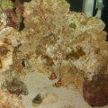 Nemo and Skittles!