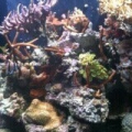 125 Gallon Tank