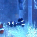 Nemo and my mated pair of black clowns-I've had these guys since the beginning :)