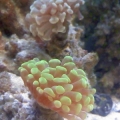 1 white & 1 green hammer coral (on the left you can see the edge of the umbrella leather coral)