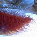 Electric Scallop - thought it was supposed to light up @ night..but I've never seen anything??