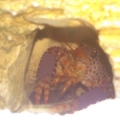 Purple Lobster