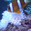 Clarkii Clown~w/ one of it's many anemones.  This was it's sebae anemone that only lasted a few months :(  This fish has been w/my other clowns since the beginning as well