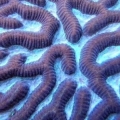 aussie pink platygyra