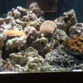 tank at one month old