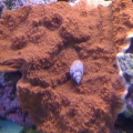 orange monti