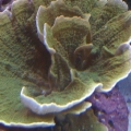 green monti