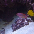 tang and male anthea