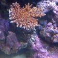 branching acro