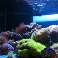 corals acclimating
