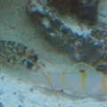 pistol shrimp and goby out for food