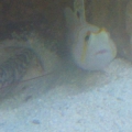 randalls watchman goby and tiger pistol shrimp pair.  There are actually two of the pistol shrimp that live togeth