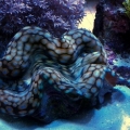new squamosa