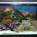 my tank