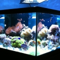 corner shot 2