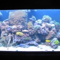 Ready for some changes ...before I added rock...just got the water back to stable levels.