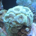 candy cane..This is really getting big. It was the first coral I bought 5 years ago.