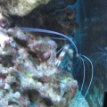 coral banded shrimp...the Bristle worm executioner.