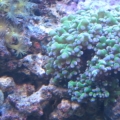 Frog spawn...doing much better.