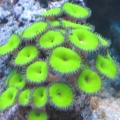 GREEN !!