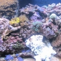 more rock..added it about 10 to 15 pounds per week.
